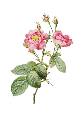 Anemone Centuries Rose