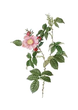 Big Flowered Dog Rose