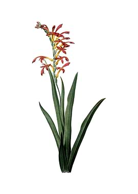 Antholyza Aethiopica