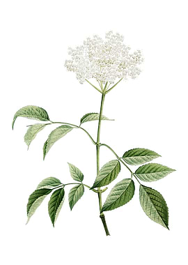 Vintage Elderflower Tree
