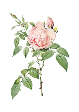 Vintage Fragrant Rosebush