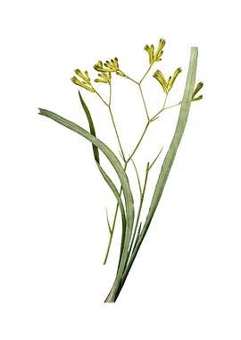 Anigozanthos Flavida