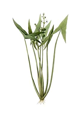 Vintage Arrowhead on White