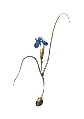 Vintage Barbary Nut Flower