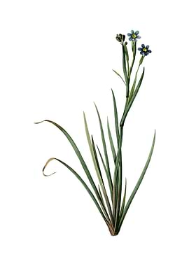 Vintage Bermudiana Flower