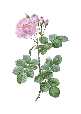 Vintage Damask Rose Flower