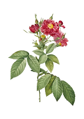 Vintage Boursault Rose