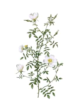 Vintage Hedge Rose Flower