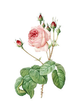 Vintage Cabbage Rose