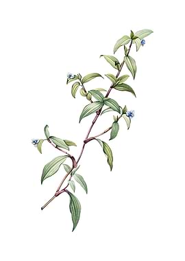 Vintage Birdbill Dayflower