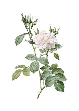 Vintage Autumn Damask Rose