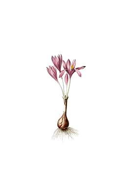 Vintage Autumn Crocus