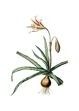 Amaryllis Broussonetii