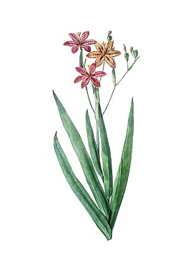 Vintage Blackberry Lily