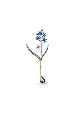 Vintage Alpine Squill