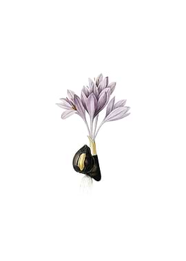 Vintage Autumn Crocus