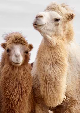 Camels