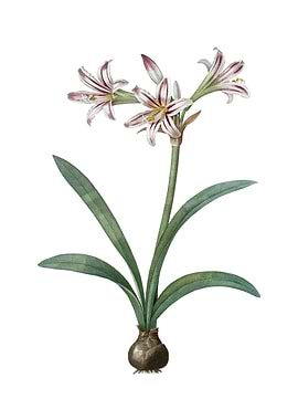 Vintage Amaryllis on White