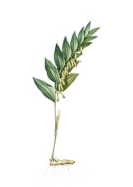 Angular Solomons Seal