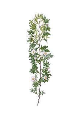 Vintage Cuspidate Rose