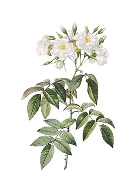 Vintage Musk Rose on White