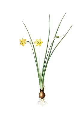 Vintage Daffodil on White