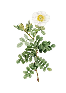 Vintage Macartney Rose