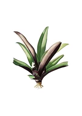 Vintage Boat Lily on White