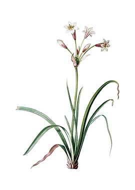 Crytanthus Vittatus Flower