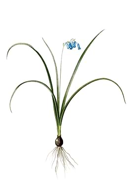 Vintage Brimeura on White