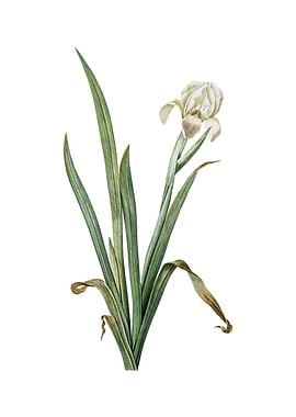 Vintage Crimean Iris