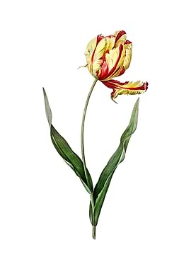 Vintage Didiers Tulip