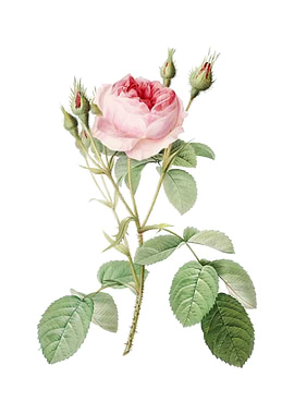 Vintage Double Moss Rose