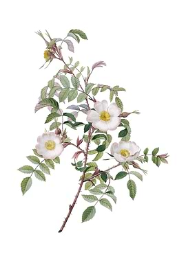 Vintage Reddish Rosebush