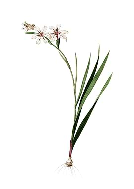 Vintage Gladiolus on White