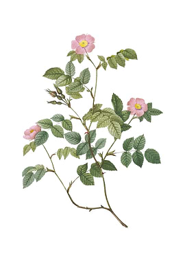 Vintage Sweetbriar Rose