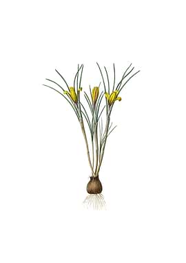 Cloth of Gold Crocus