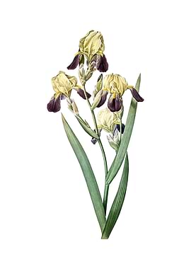 Vintage Elder Scented Iris