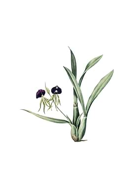 Vintage Clamshell Orchid