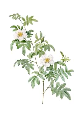 Vintage Musk Rose on White