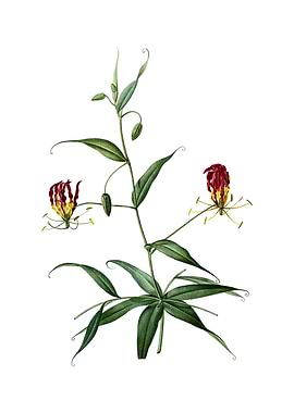 Vintage Flame Lily Flower