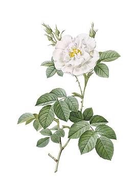 Vintage White Rose Flower