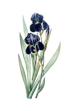 Vintage German Iris Flower