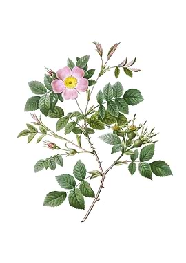 Vintage Malmedy Rose