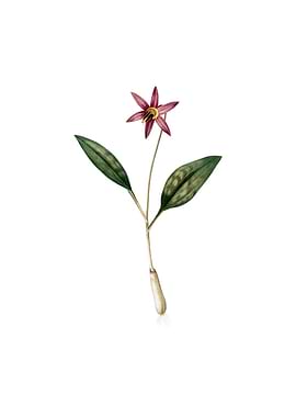Vintage Erythronium Flower