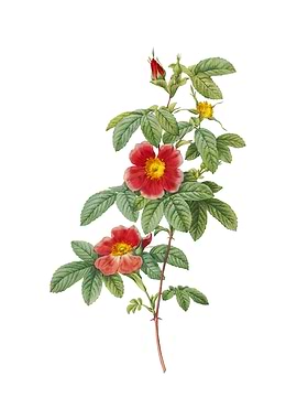 Vintage Single May Rose