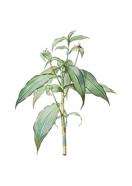 Vintage Commelina Zanonia