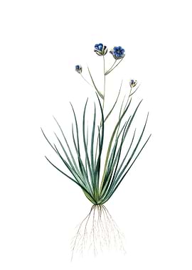 Vintage Blue Corn Lily