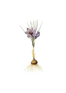 Vintage Crocus Sativus