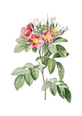 Vintage Pasture Rose